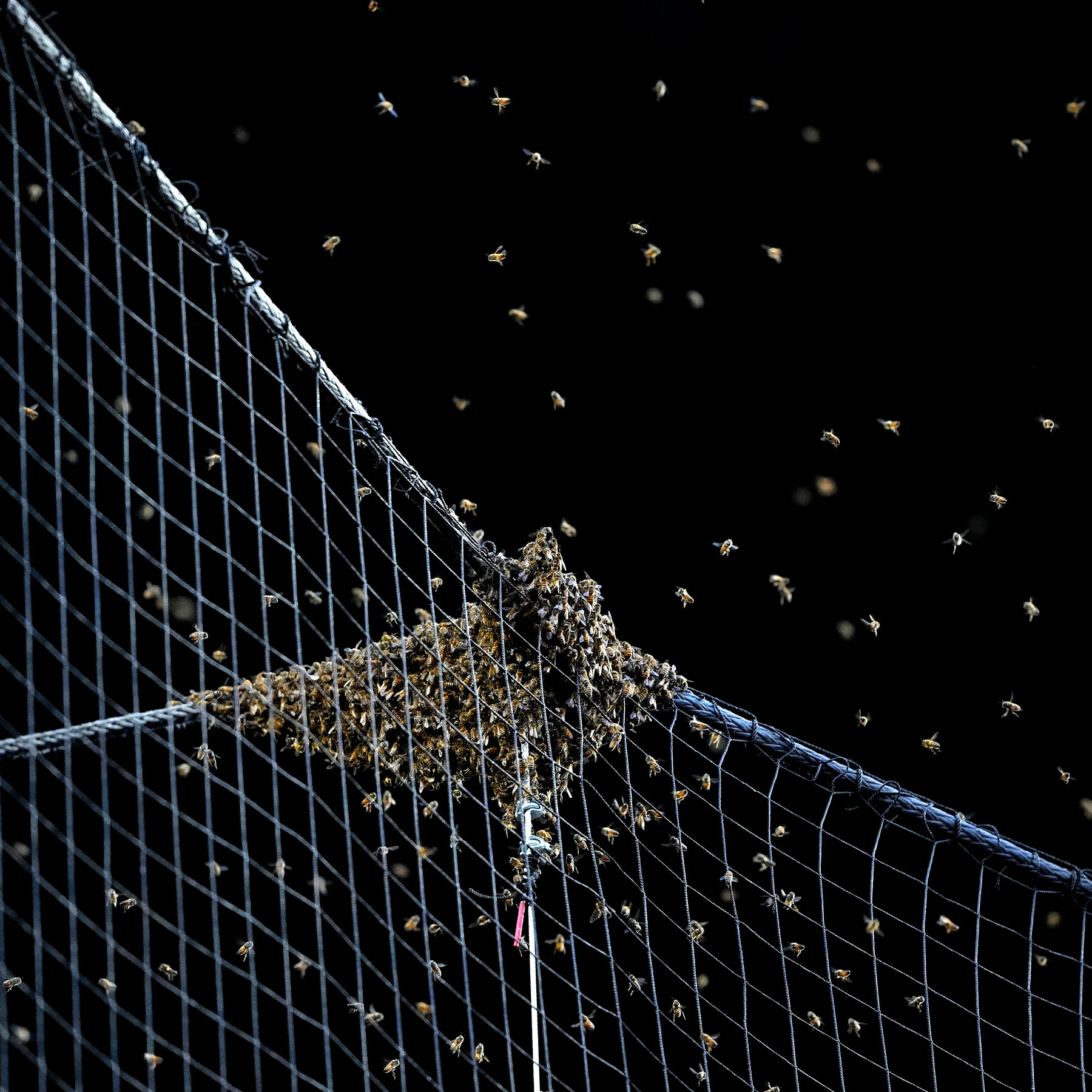 Bees Are Swarming Earlier: What to Do if You’re Attacked